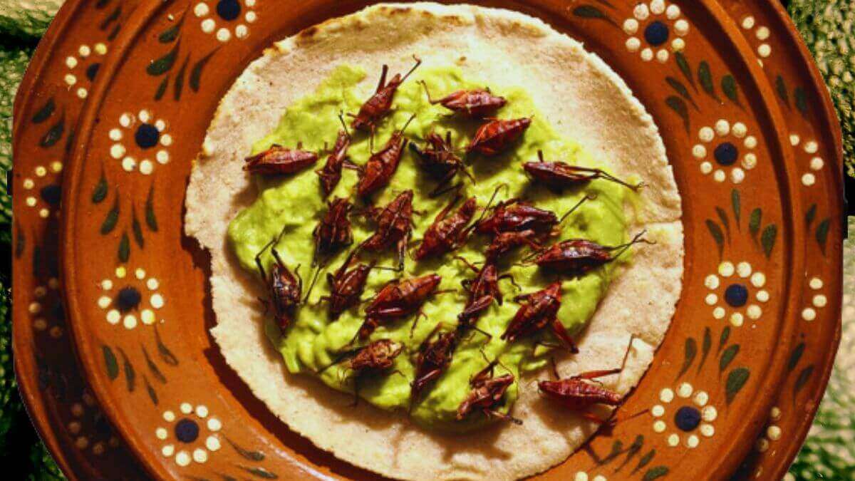 10 insectos comestibles en México, catálogo de los más ricos y saludables