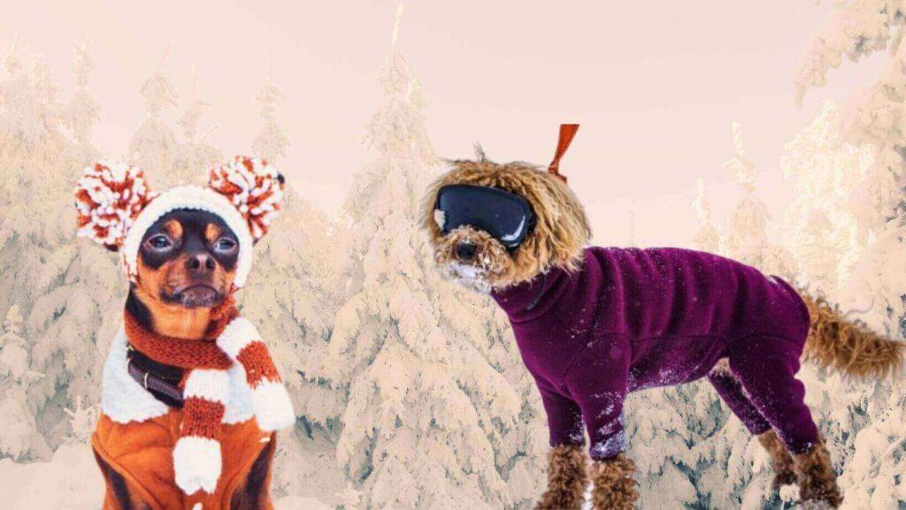 mascotas perros y gatos en invierno