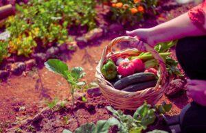 beneficios del huerto comunitario