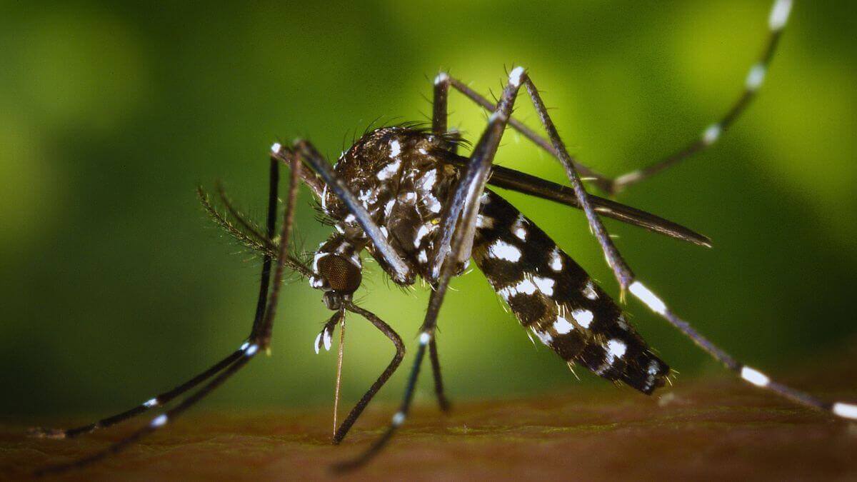 Cómo protegerse de mosquitos y moscas con productos 99,99 naturales