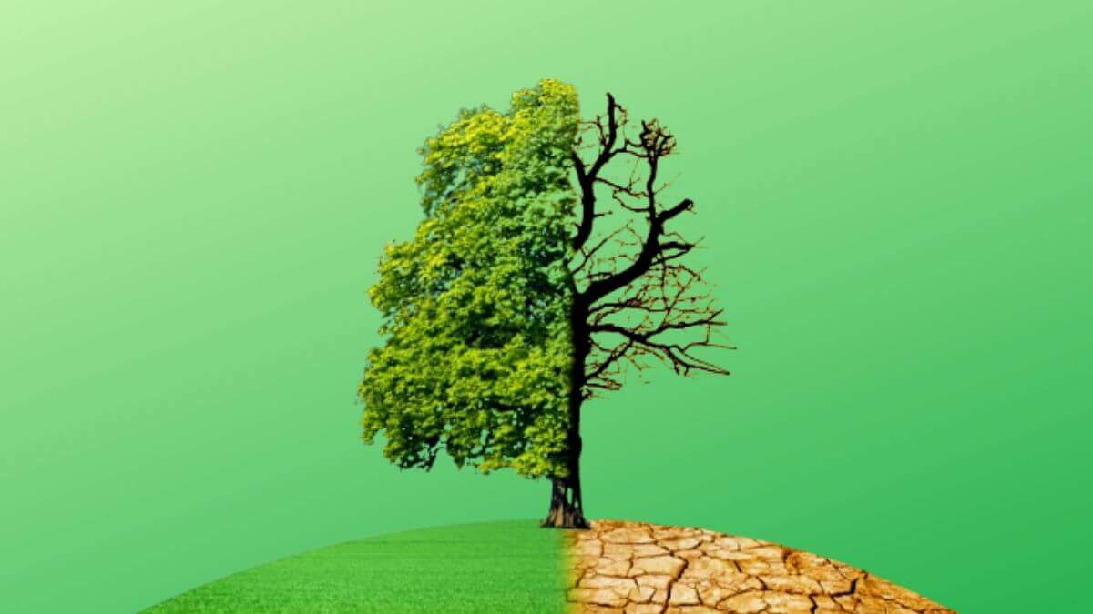 Importancia de los árboles urbanos. 2 beneficios para mitigar el CALOR