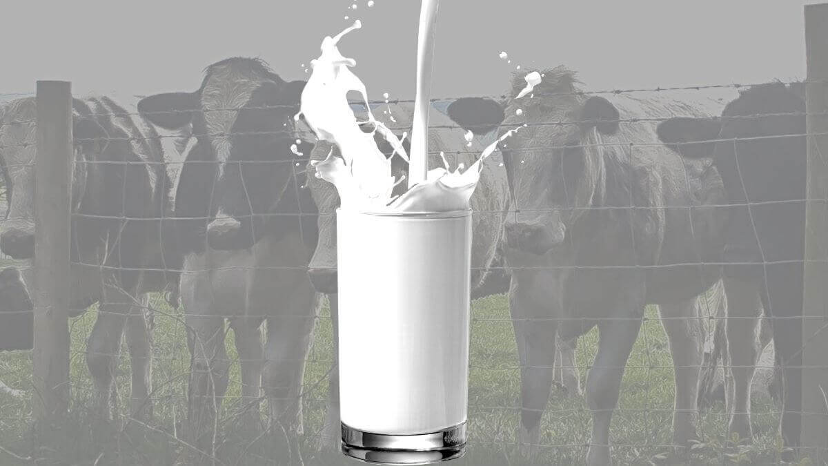 Cómo descarbonizar vacas. Proyecto de Bill Gates intentará neutralizar 100 millones de cabezas de ganado para 2030