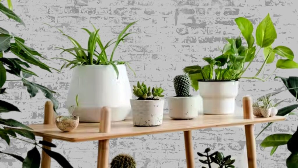 plantas para oficina