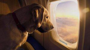 BARI AIR LINES USA DOGS FLY