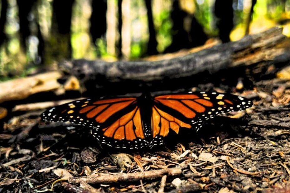 peligro extinción mariposa monarca