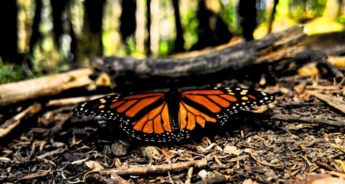 peligro extinción mariposa monarca