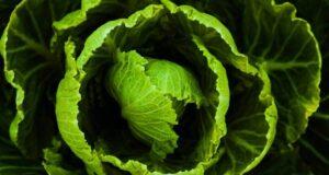 lechuga falsa con técnica sampuru japón