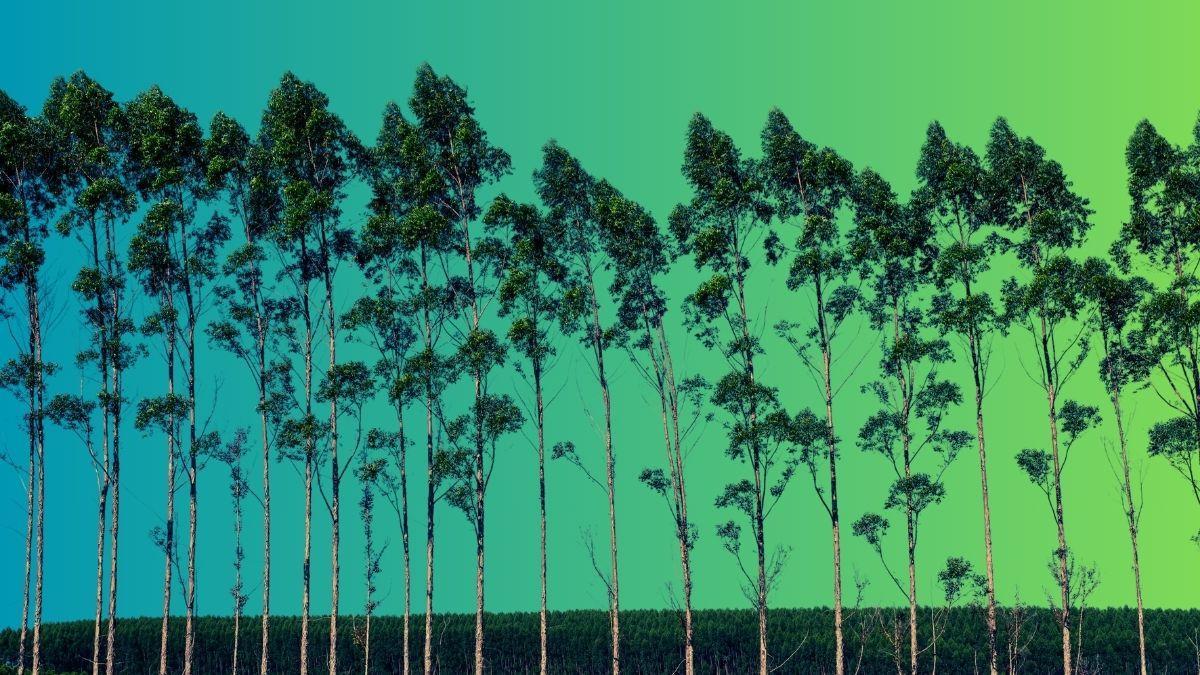 Reforestación urbana Monterrey 2030