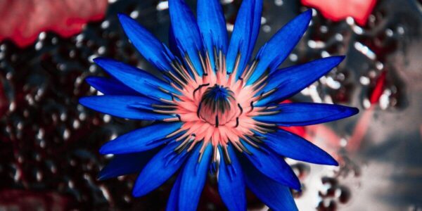 la flor de loto azul