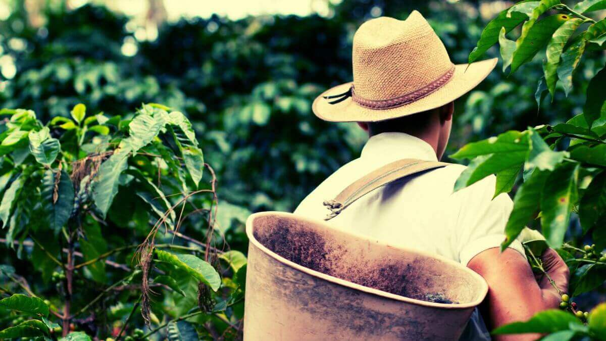 aumentan precios del café