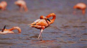 crisis ambiental en celestu