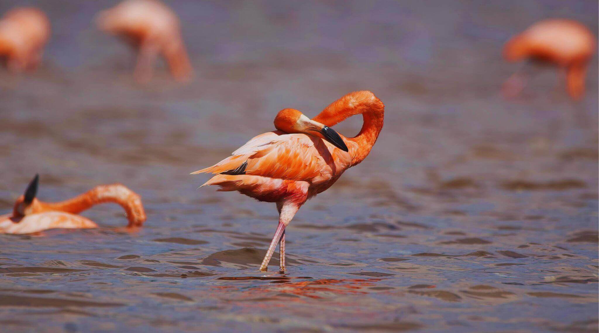 crisis ambiental en celestu