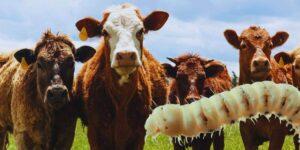 plaga gusano barrenador