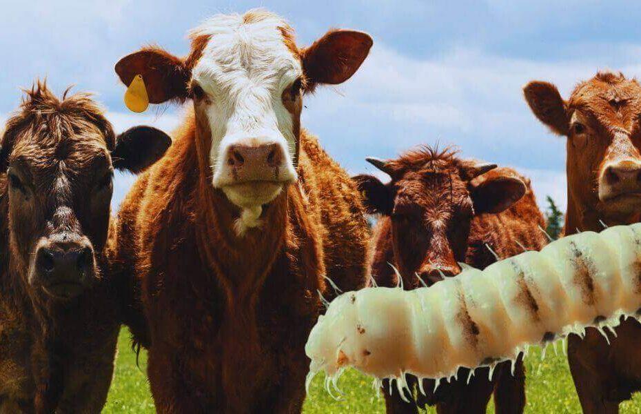 plaga gusano barrenador