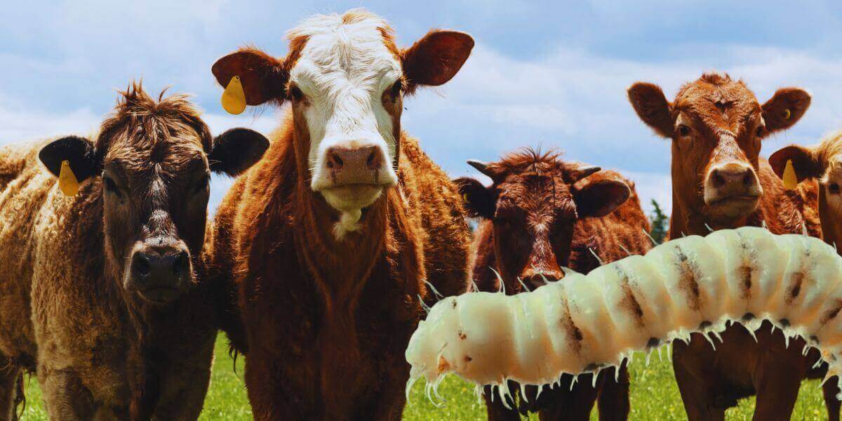 plaga gusano barrenador