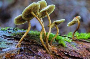 hongos micorrícicos